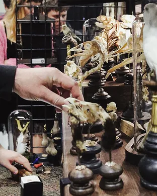 Oddities and Curiosities Expo Minneapolis